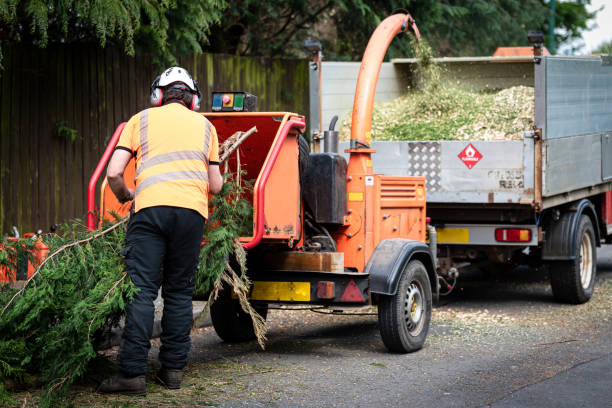 Palm Tree Trimming in Goose Creek Village, VA